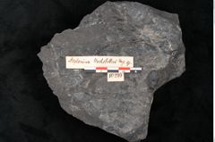 Foto (Detailansicht) von Asplenium hochstetteri Unger (NHMW-GEO-2024-0188-10299)
